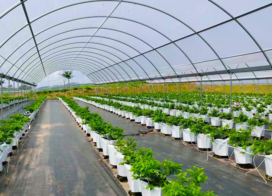 11 new zealand y shape film greenhouse 11117 6m 1