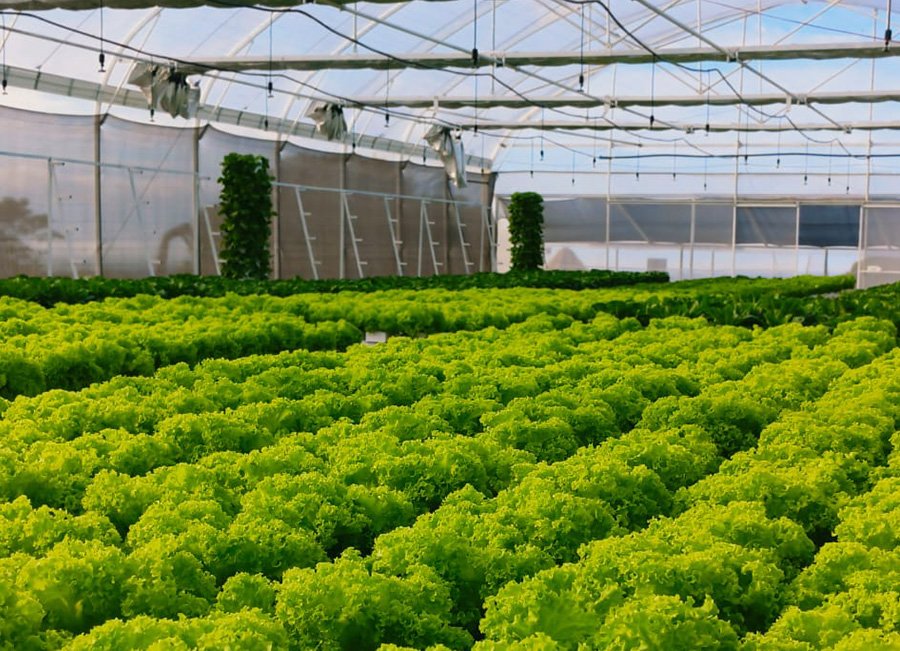 2 philippines tunnel greenhouse 4010m