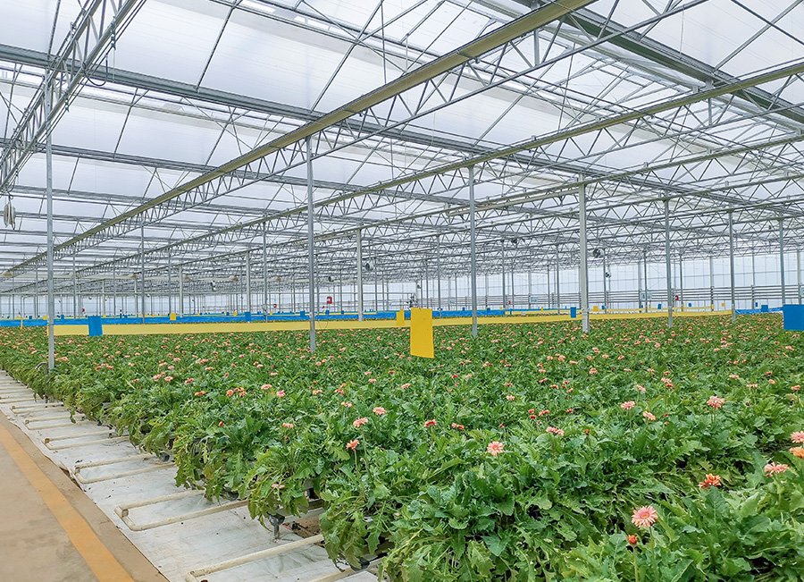 5 malaysia plastic film greenhouse 11654m