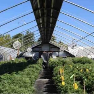 exterior light dep greenhouse blackou greenhouse (复制)
