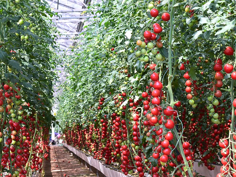 axgreenhousepmv017 (3)1